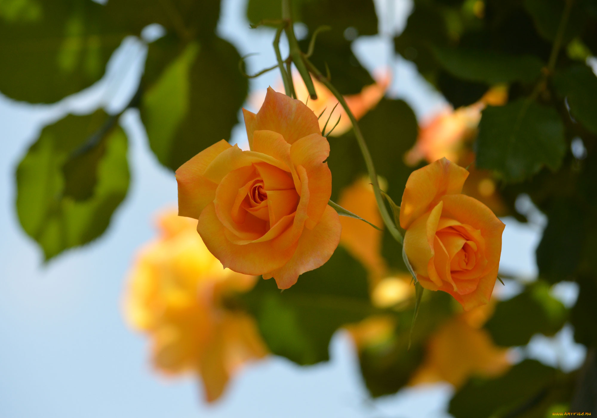 , , petals, bud, rose, blossoms, , , , , leaves, 